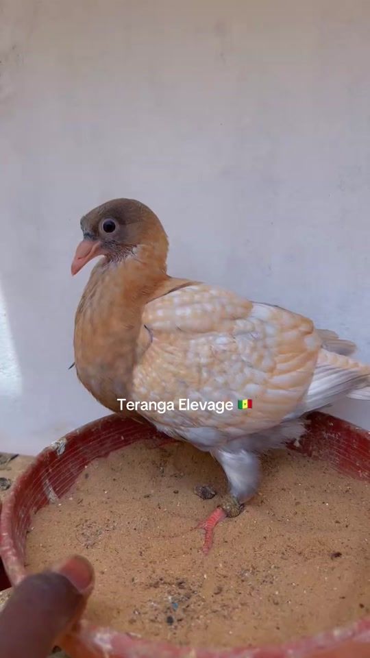 TikTok video thumbnail by terangaelevage0