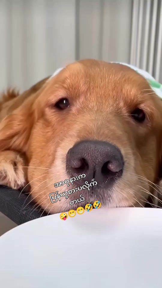 TikTok video thumbnail by kalaw_thar_lay