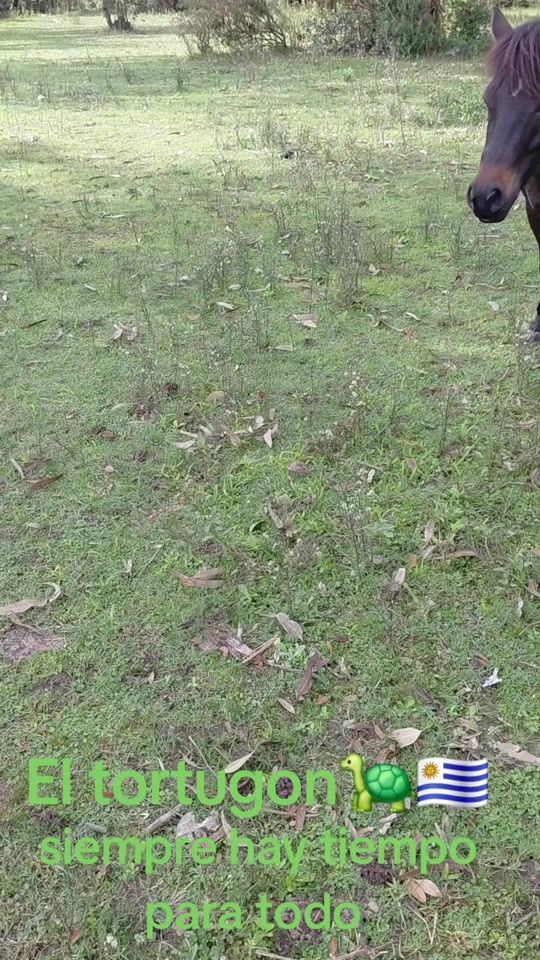 TikTok video thumbnail by el.tortugon