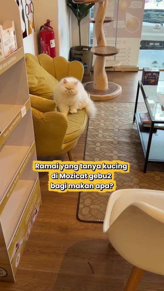 TikTok video thumbnail by mozicat_hq