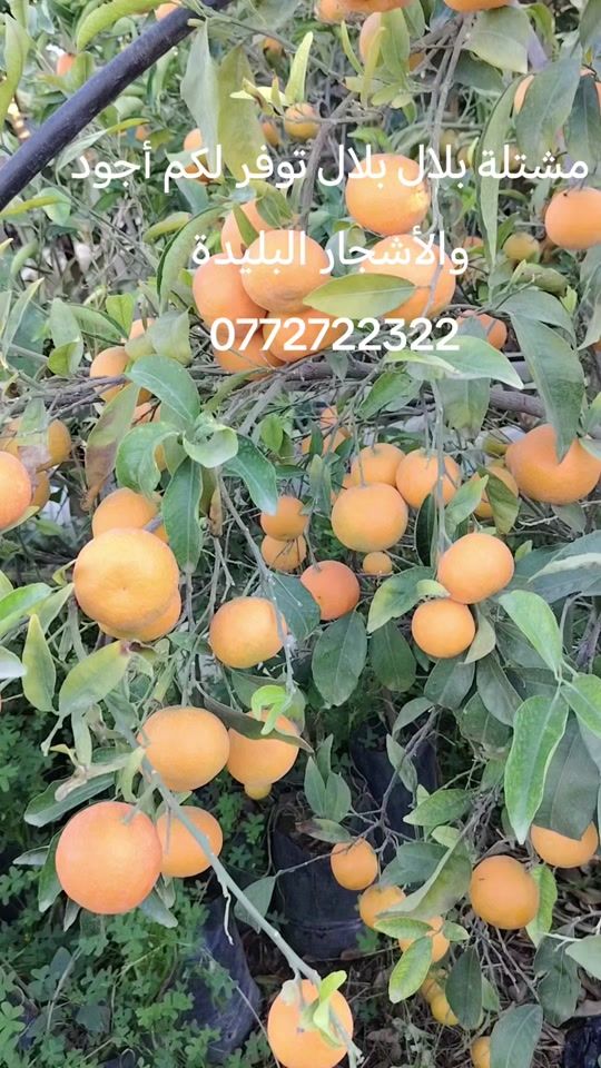 TikTok video thumbnail by user316800047