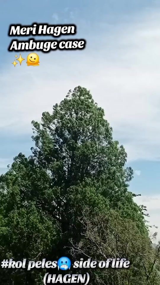 TikTok video thumbnail by lovinamel1