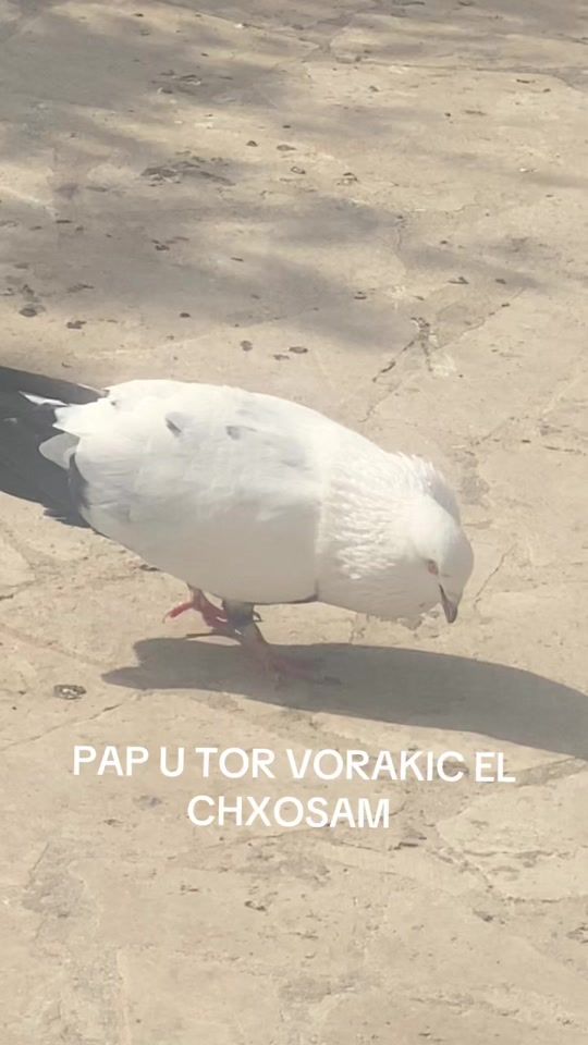 TikTok video thumbnail by xxxrazxxx25