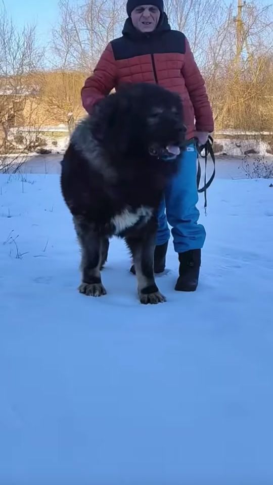 TikTok video thumbnail by stevohouessou