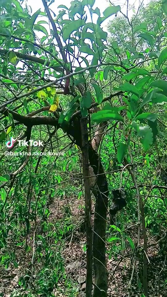TikTok video thumbnail by princesse.acha.226