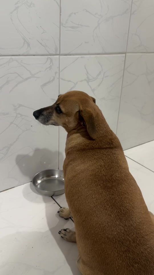 TikTok video thumbnail by pituxa_araujo