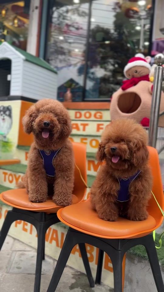 TikTok video thumbnail by petsworldpokhara