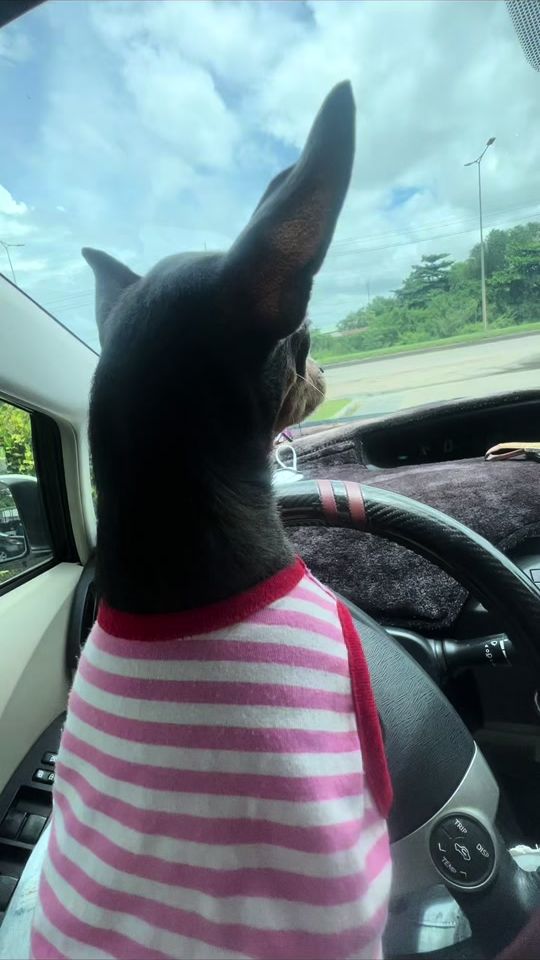 TikTok video thumbnail by mctola_dk
