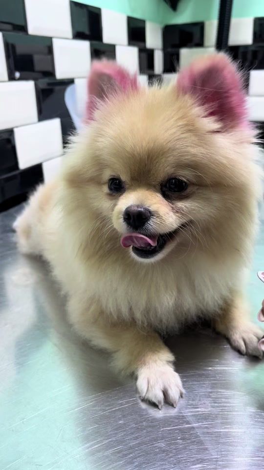 TikTok video thumbnail by zoo.lisa