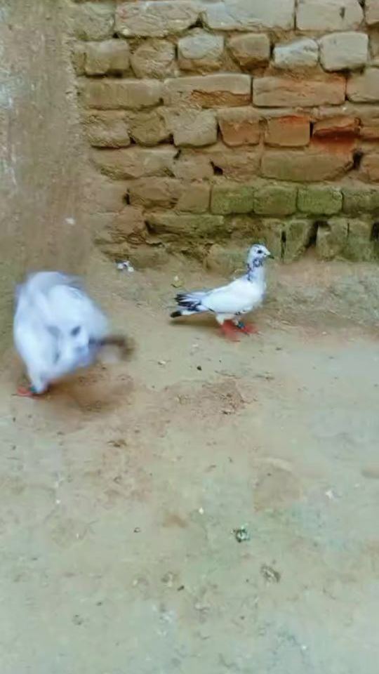 TikTok video thumbnail by javaidiqbaljava15