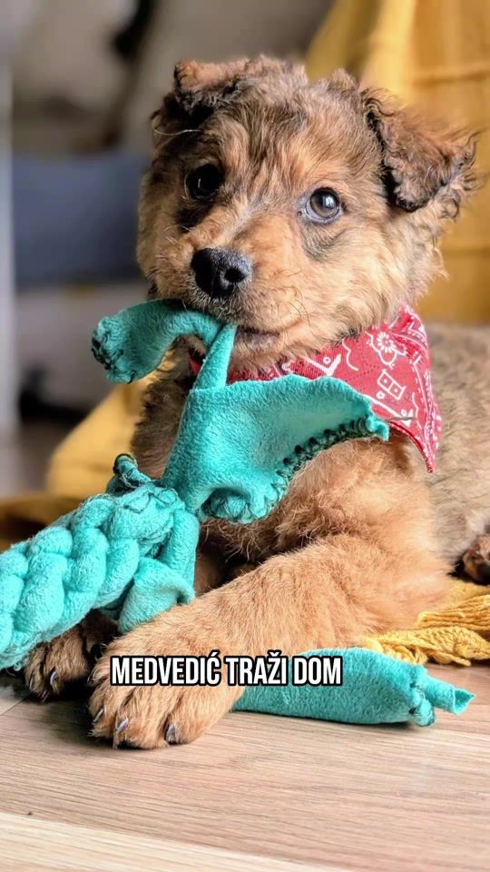 TikTok video thumbnail by j_animalfriends