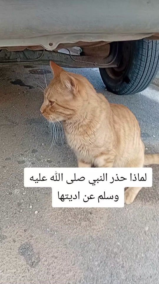 TikTok video thumbnail by 1990mohamed20