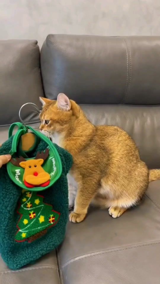 TikTok video thumbnail by catslover2k25