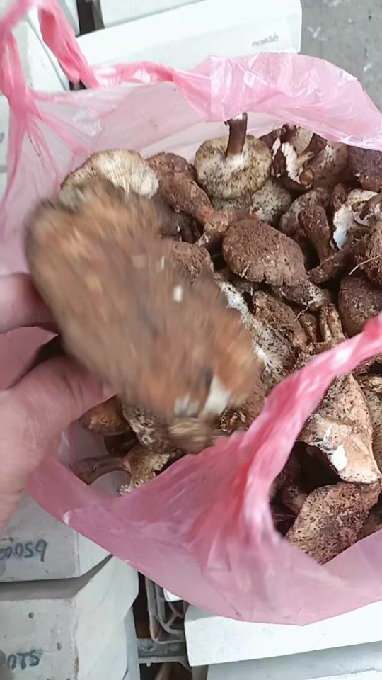 TikTok video thumbnail by aliathoj359