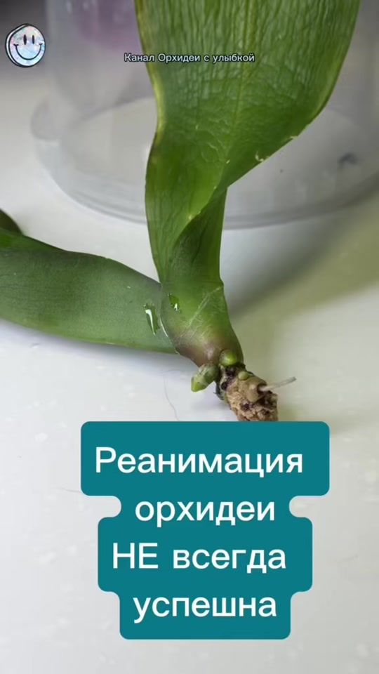 TikTok video thumbnail by elena_orhid