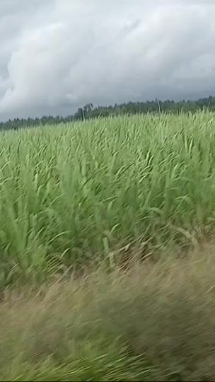 TikTok video thumbnail by nehalov1