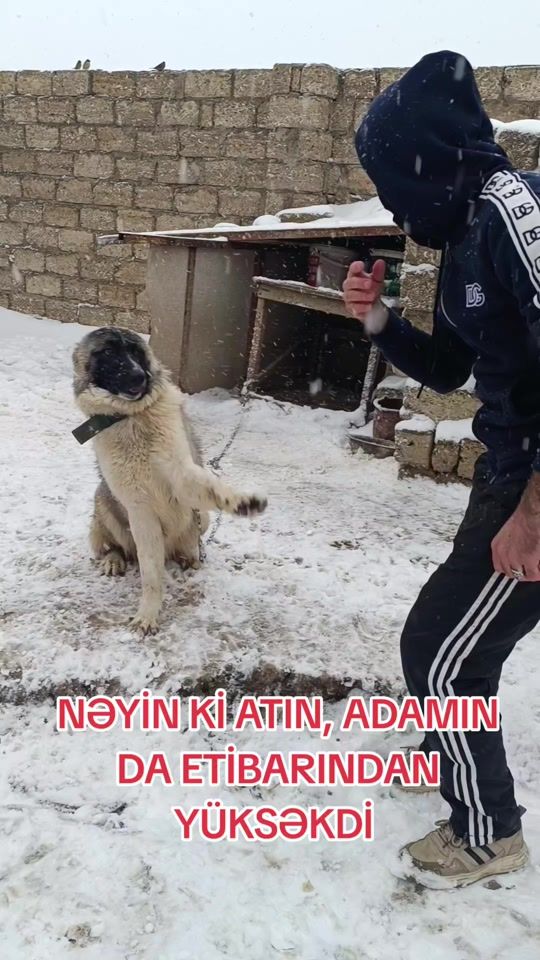 TikTok video thumbnail by baltazar_orginal