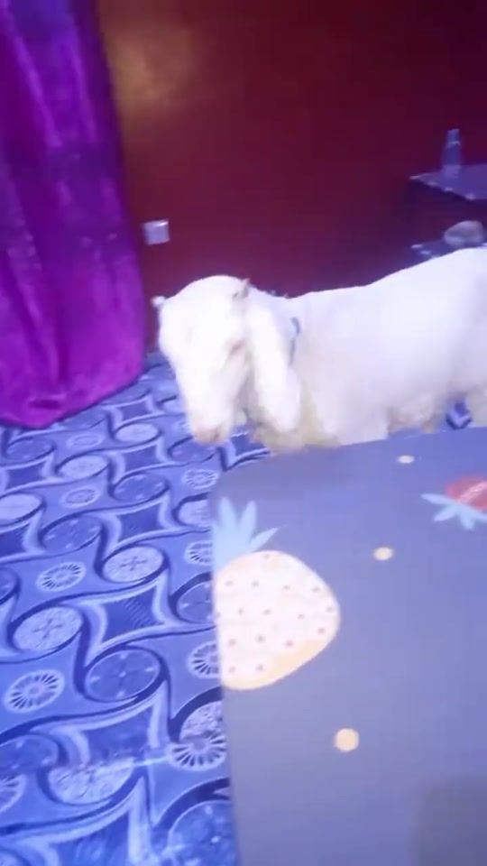 TikTok video thumbnail by nayebayefall0