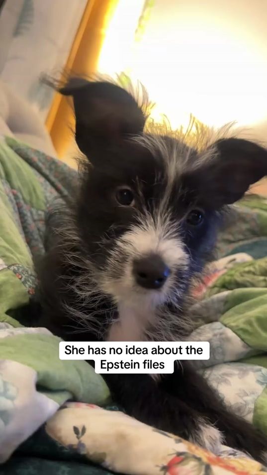 TikTok video thumbnail by binkythechichi2