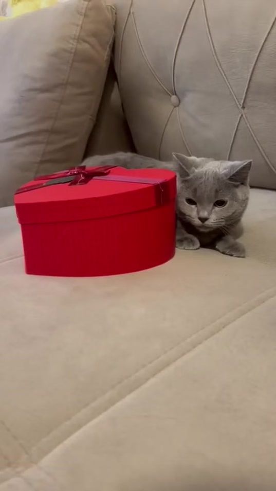 TikTok video thumbnail by aliyeva_0_0_2