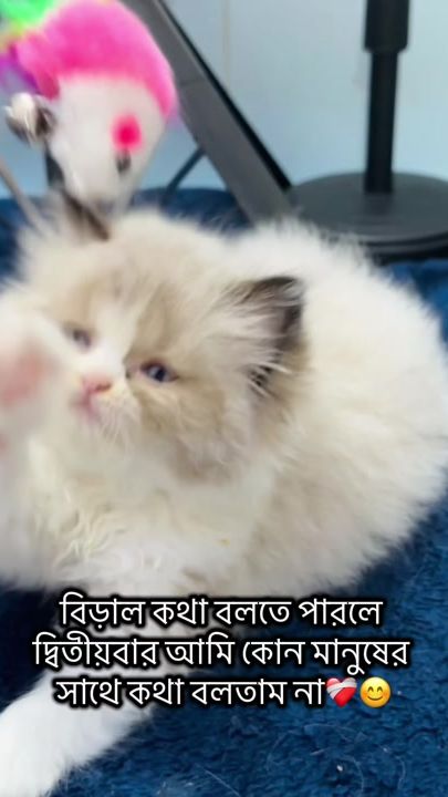 TikTok video thumbnail by dampur_bou