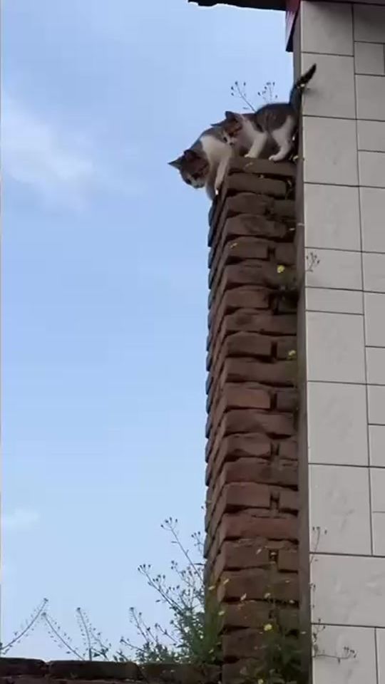 TikTok video thumbnail by afu0831