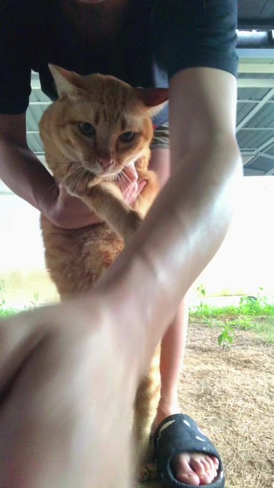 TikTok video thumbnail by futofamily