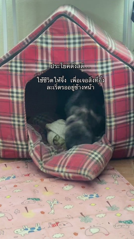 TikTok video thumbnail by krunui25