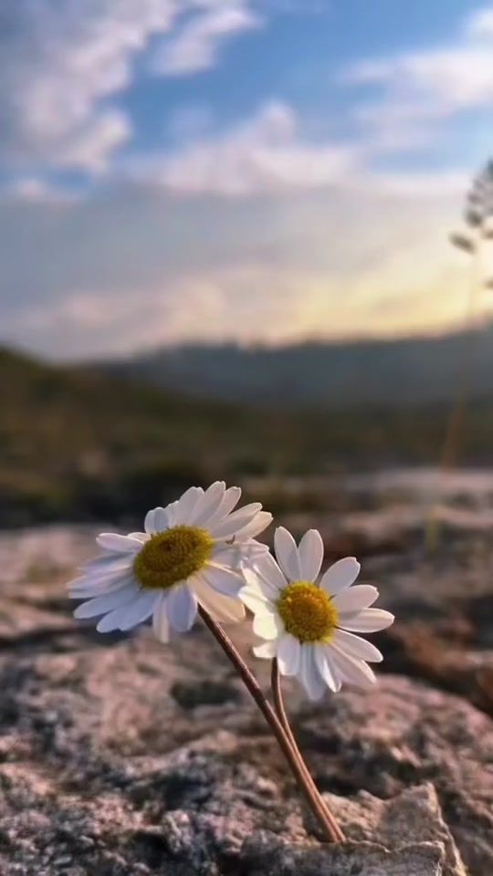 TikTok video thumbnail by asi_yazar