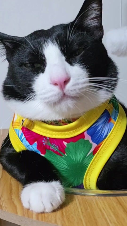 TikTok video thumbnail by tripletroublecats