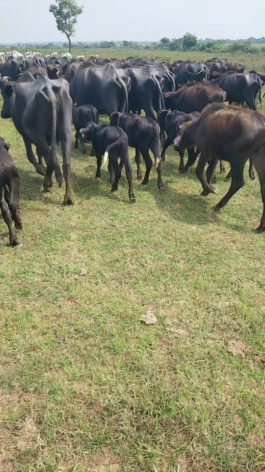 TikTok video thumbnail by vishal.id.12345678