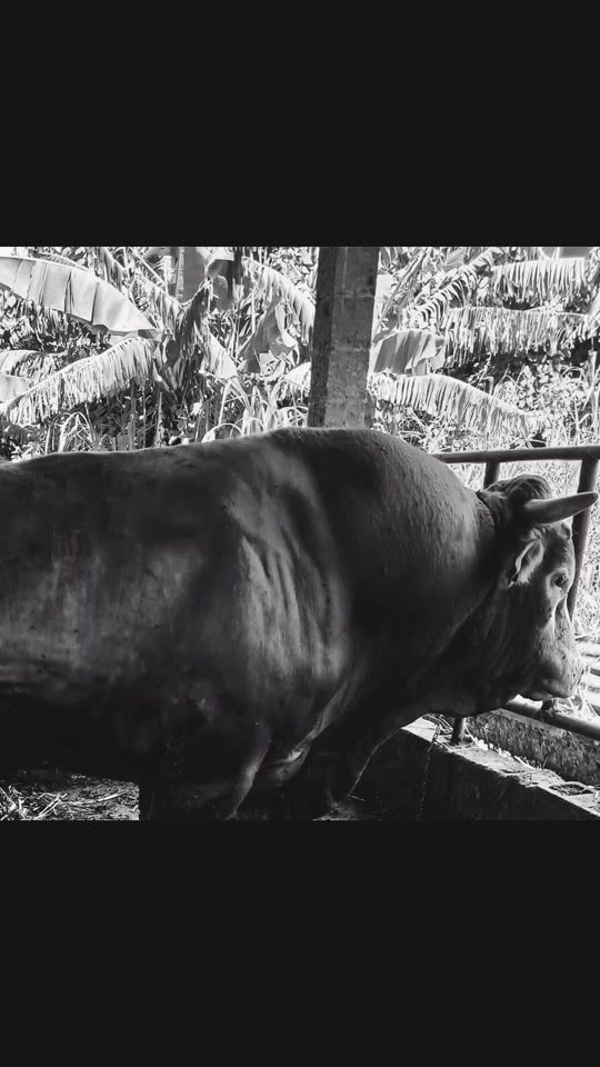 TikTok video thumbnail by teel_farm