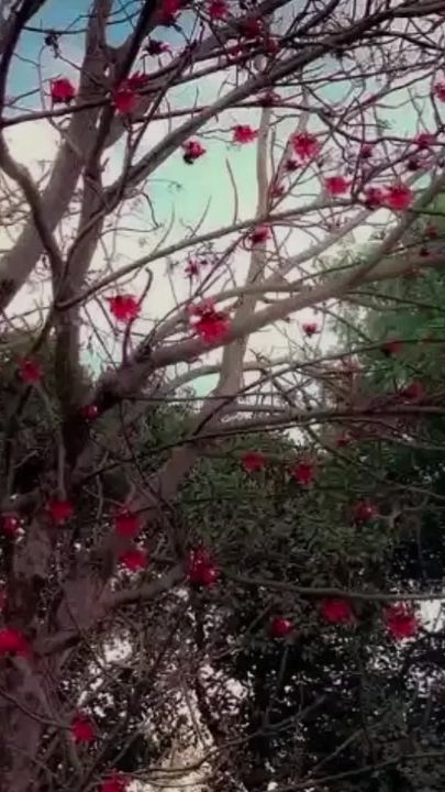 TikTok video thumbnail by user617572191