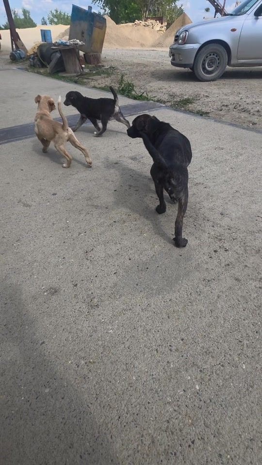 TikTok video thumbnail by goran.jevti