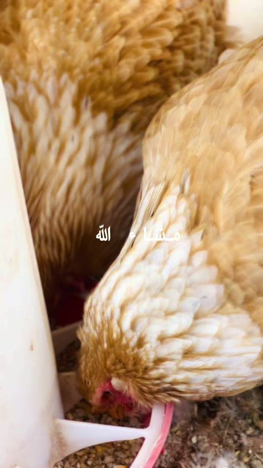 TikTok video thumbnail by mmmkk7874