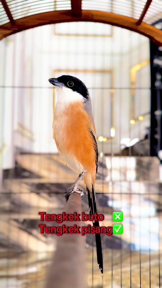 TikTok video thumbnail by paser_72