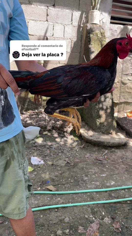 TikTok video thumbnail by trabacolmena07