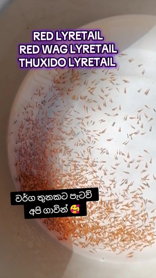 TikTok video thumbnail by kasun.aqua.farm