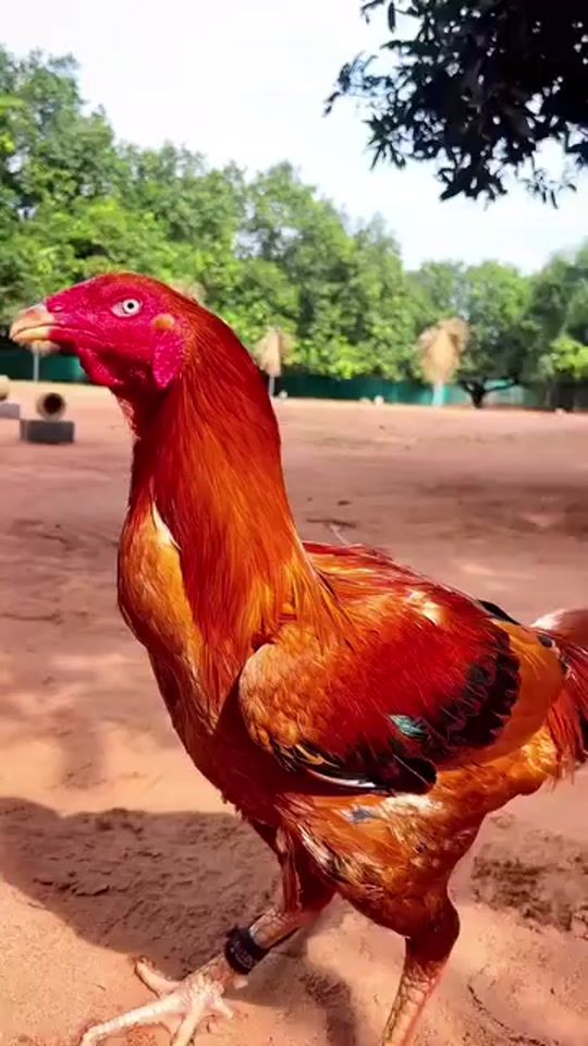 TikTok video thumbnail by rishadahmed99