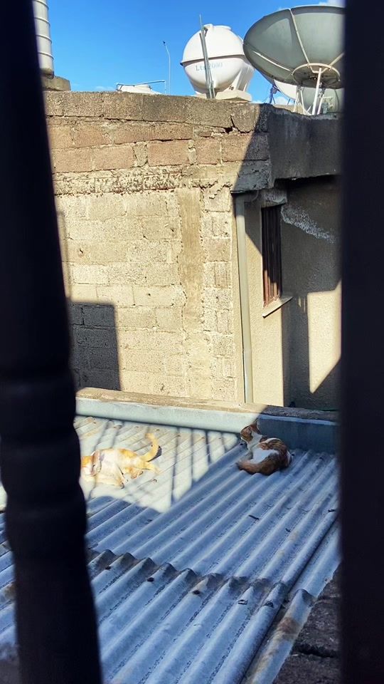TikTok video thumbnail by tekeste_the_cat