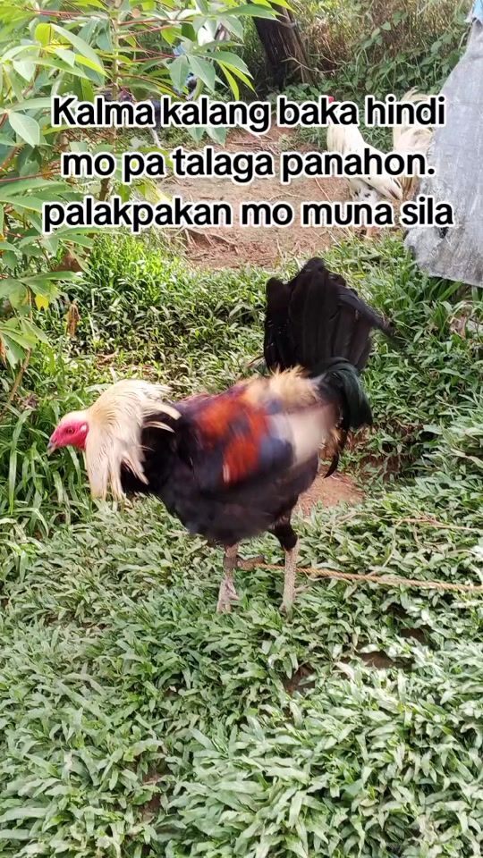 TikTok video thumbnail by ard364bgf