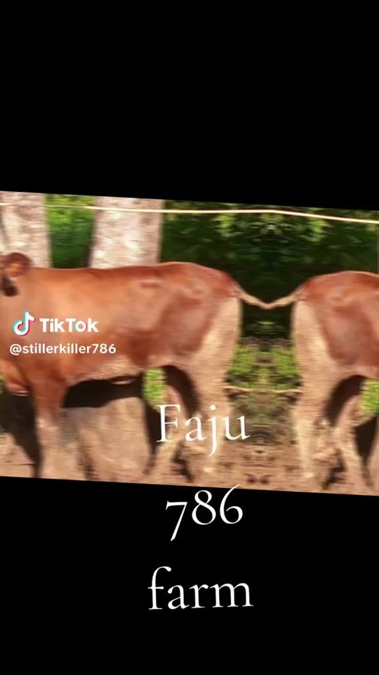 TikTok video thumbnail by silentkiller1464