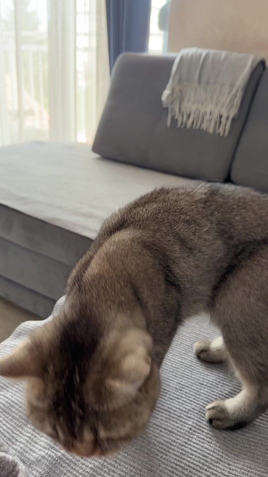 TikTok video thumbnail by isidora.jelaca_