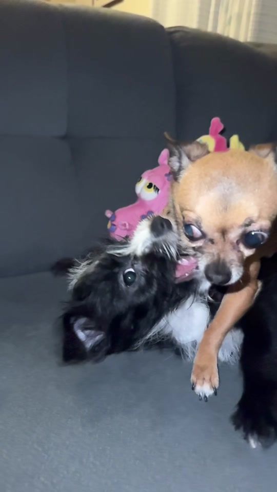 TikTok video thumbnail by binkythechichi2