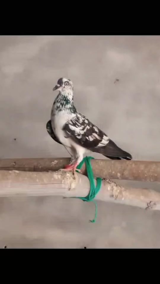 TikTok video thumbnail by irfanshafi294