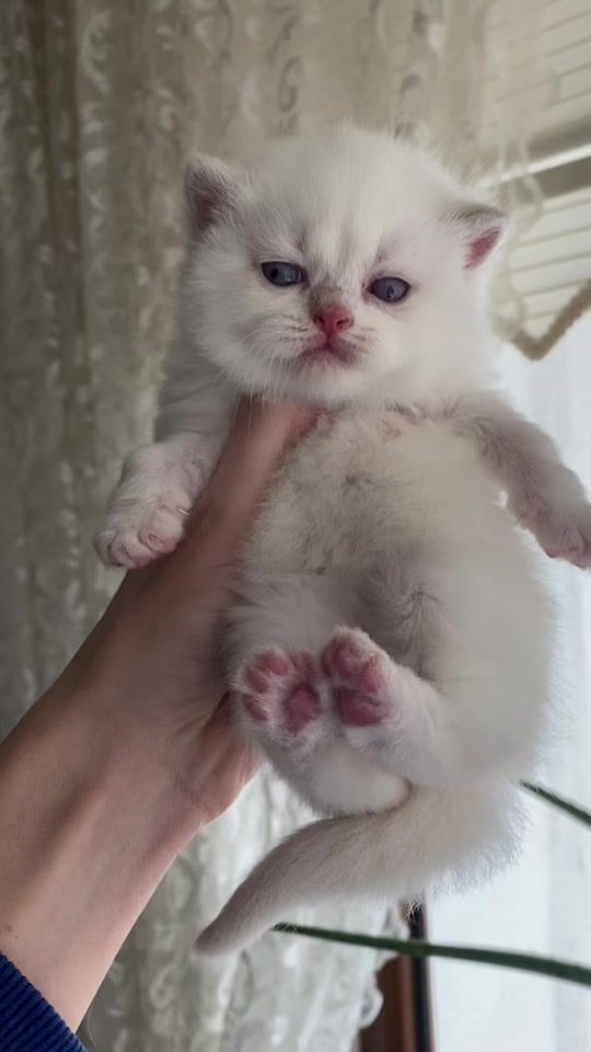 TikTok video thumbnail by tekininkedileri01