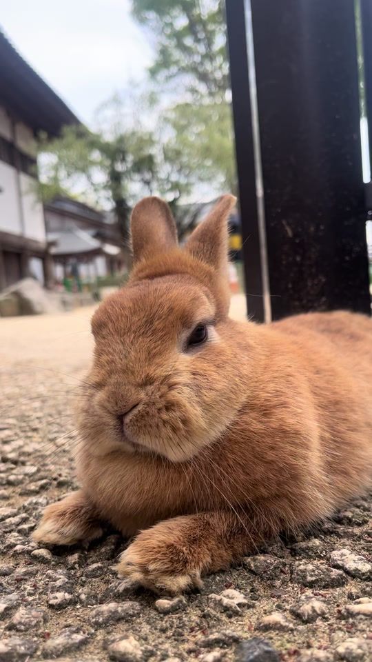 TikTok video thumbnail by tsukiusagi_sato