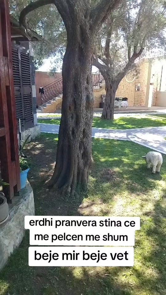 TikTok video thumbnail by lorenco_ejlli
