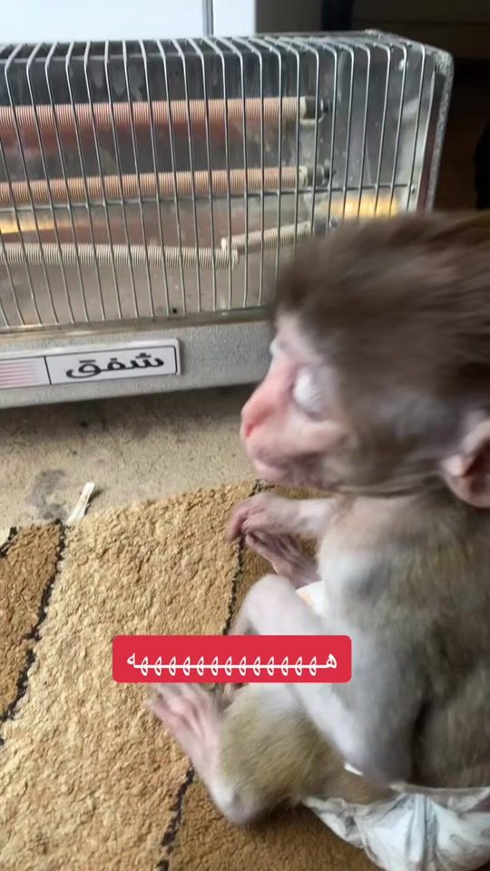 TikTok video thumbnail by shex_bako13
