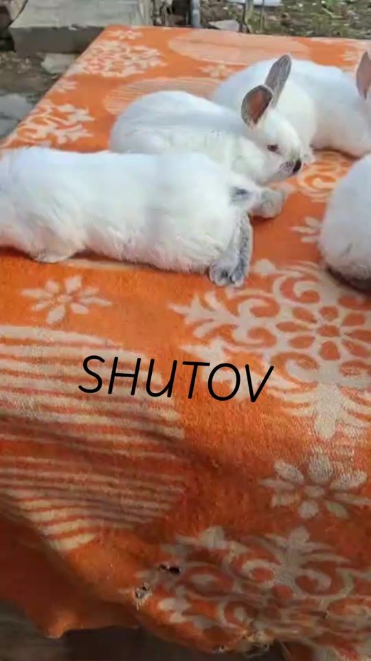 TikTok video thumbnail by roman23105
